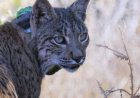 Uraclio, el lince ibérico detectado en Madrid