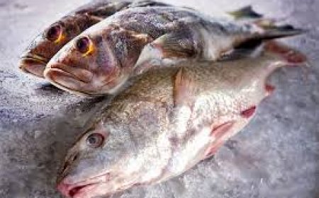 El pescado falso de Jeff Bezos aprobado para consumo humano sin pruebas de seguridad