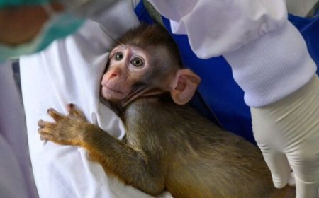 Crearon monos transgéneros para probar las inyecciones de ARNm