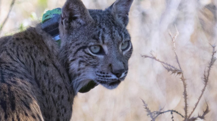 Uraclio, el lince ibérico detectado en Madrid