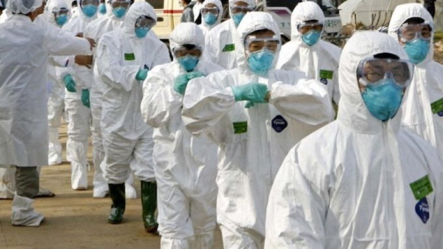 El virus de la gripe aviar "100% letal"