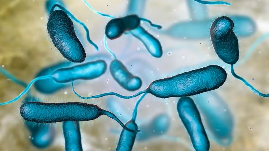 Infecciones por bacterias carnívoras