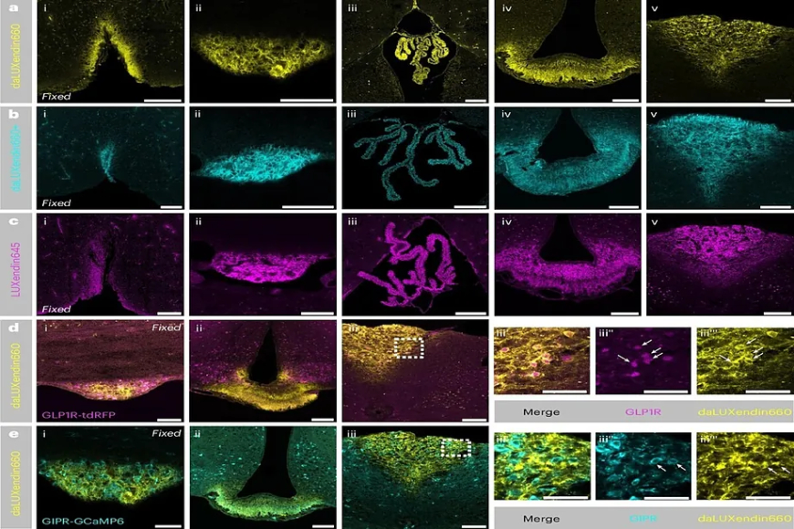 Cerrebros grafenados que muestran luminiscencia