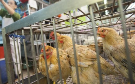 Siguen DESTRUYENDO sin tregua ????