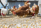 El Gobierno prohíbe criar gallinas al aire libre a partir del lunes