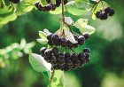 ¿Qué es la aronia? Descubre una de las frutas más saludables del mundo.
