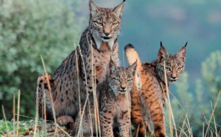 El lince blanco de Jaén no es albino
