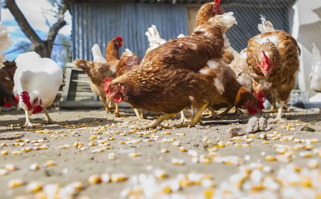 El Gobierno prohíbe criar gallinas al aire libre a partir del lunes