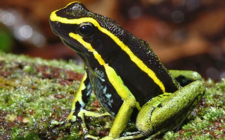 Animales que ingieren venenos y no mueren