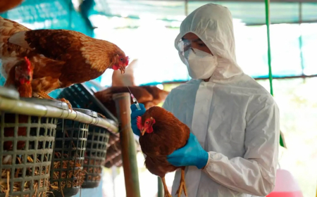 Cuando ELLOS quieran y con los ENGAÑOS que quieran