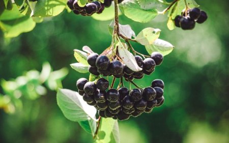 ¿Qué es la aronia? Descubre una de las frutas más saludables del mundo.