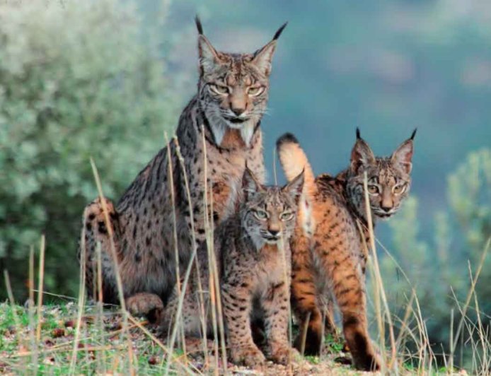 El lince blanco de Jaén no es albino
