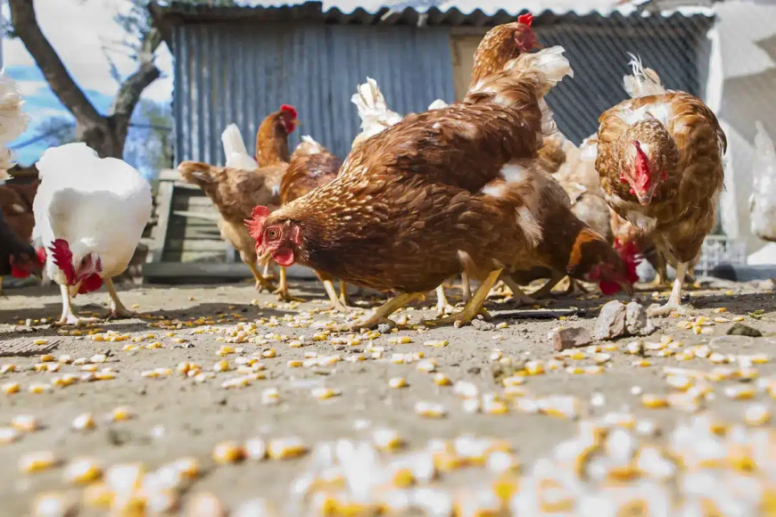 El Gobierno prohíbe criar gallinas al aire libre a partir del lunes