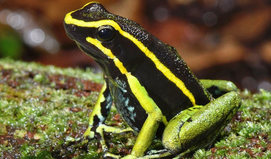 Animales que ingieren venenos y no mueren