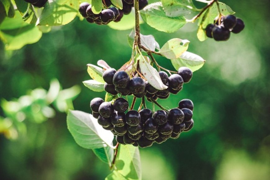 ¿Qué es la aronia? Descubre una de las frutas más saludables del mundo.