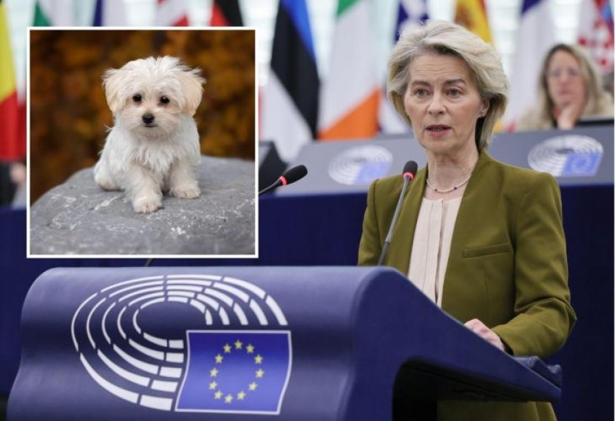 La UE cambia las normas para los propietarios de mascotas