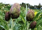 Alcachofa: un superalimento con múltiples beneficios para la salud