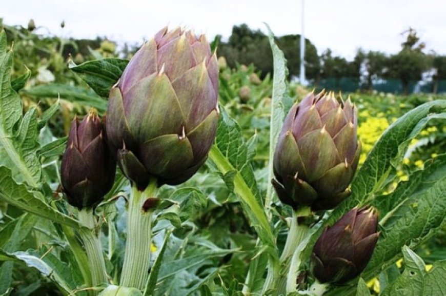 Alcachofa: un superalimento con múltiples beneficios para la salud