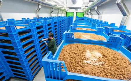 Quiebra la mayor granja de insectos de Europa