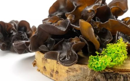 Setas oreja de madera: beneficios, usos y recetas