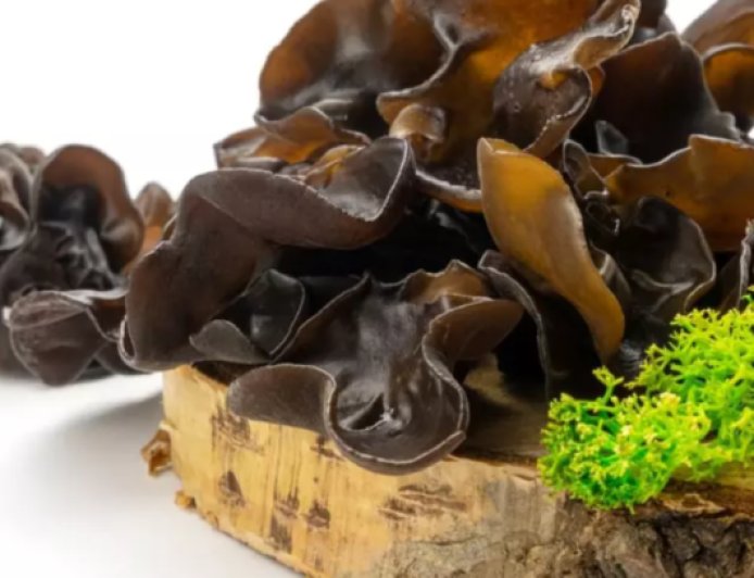 Setas oreja de madera: beneficios, usos y recetas