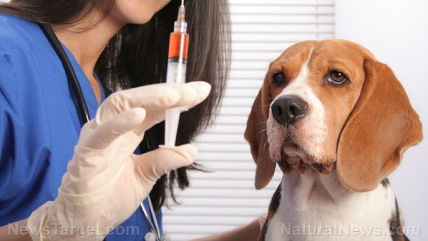 La verdad sobre el cáncer de mascota