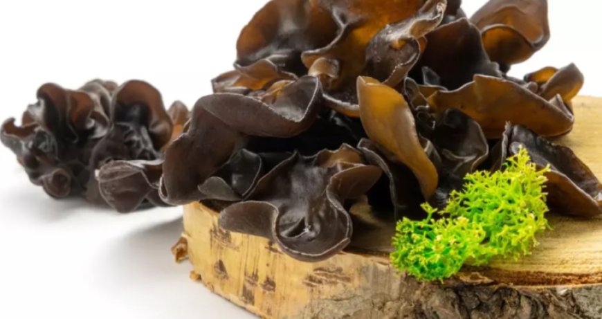 Setas oreja de madera: beneficios, usos y recetas