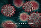 Quieren engañarnos otra vez con otro COVID CICADA