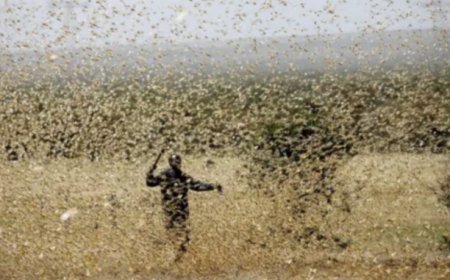 Millones de abejas invaden Israel