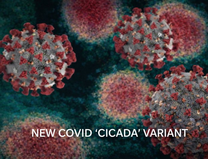Quieren engañarnos otra vez con otro COVID CICADA