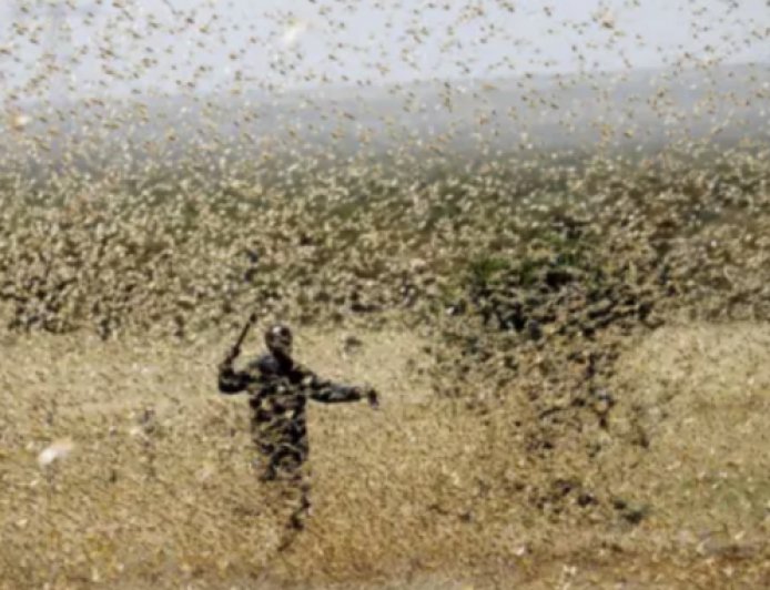 Millones de abejas invaden Israel