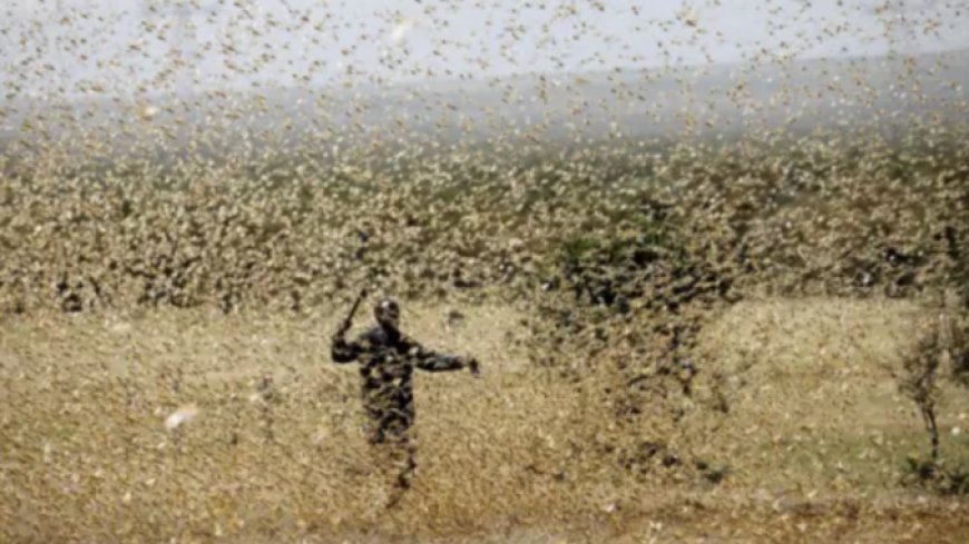 Millones de abejas invaden Israel