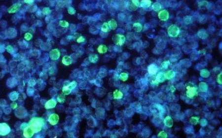 No hay material biológico en esas mal llamadas vacunas