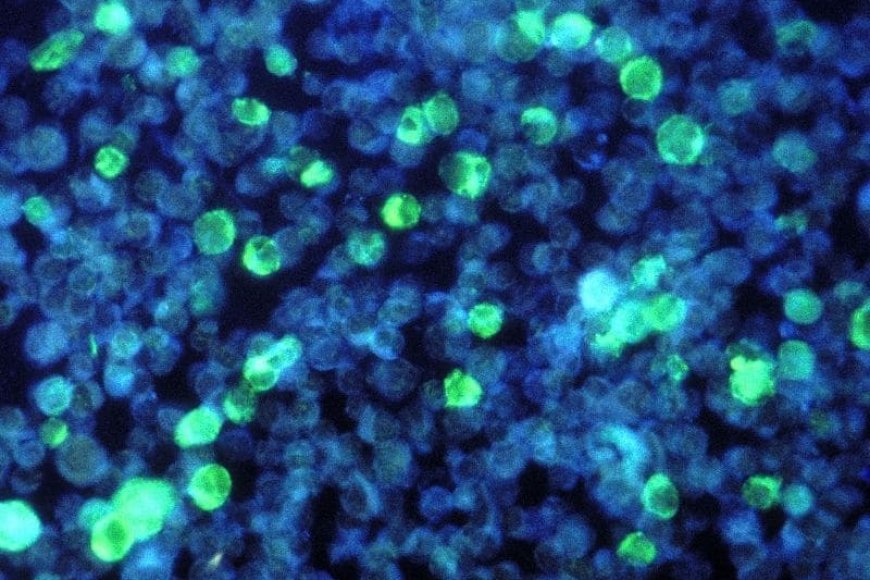 No hay material biológico en esas mal llamadas vacunas