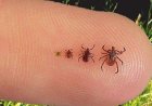 Garrapatas modificadas genéticamente