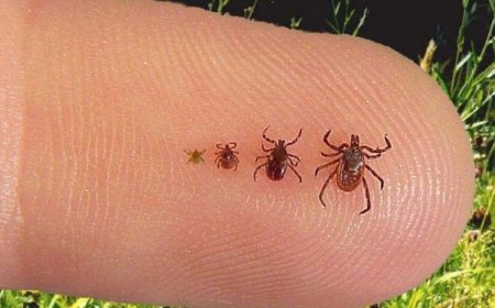 Garrapatas modificadas genéticamente