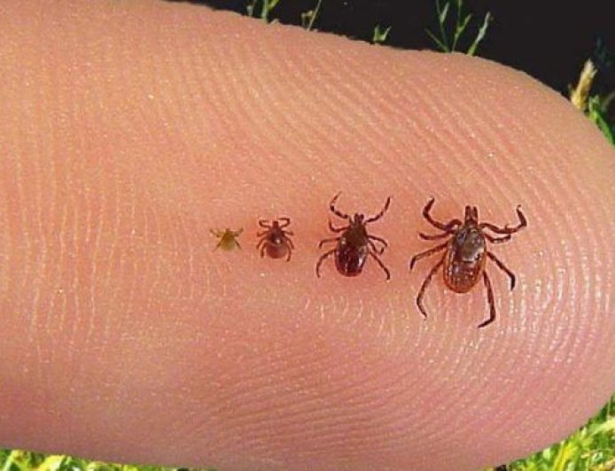 Garrapatas modificadas genéticamente