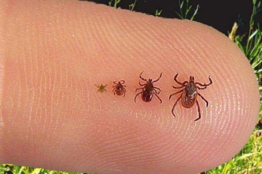 Garrapatas modificadas genéticamente