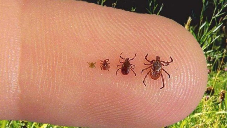 Garrapatas modificadas genéticamente