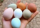 Huevos sin gallina