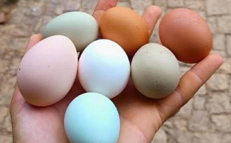 Huevos sin gallina