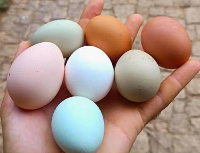 Huevos sin gallina