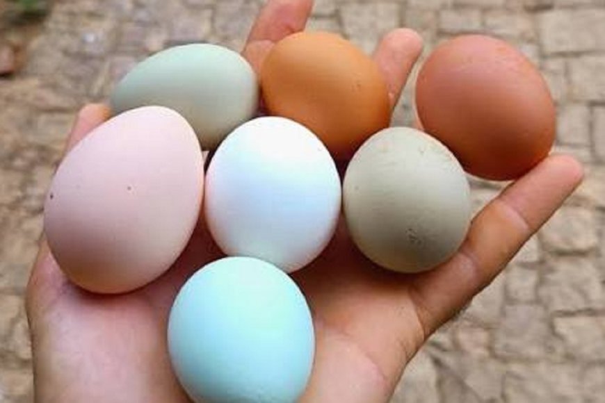 Huevos sin gallina